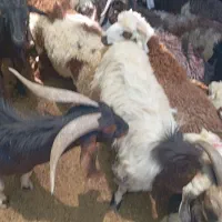 فروش بره ریز