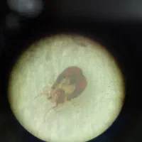 سم پاشی تضمینی تحت نظر دکتری حشره شناسی، مجوز رسمی|خدمات نظافت|کرمانشاه, |دیوار