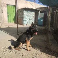 سگ ژرمن یک ساله