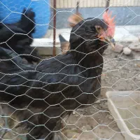 مرغ و خروس مرندی  محلی