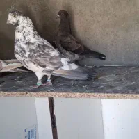 کبوتر پرشی