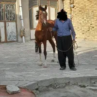 اسب