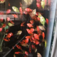 ماهی وسنگ ولوازم آکواریوم بار جدید گوپی|ماهی|مشهد, الهیه|دیوار