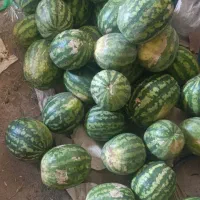 هندوانه گاوی کیلو 5هزار