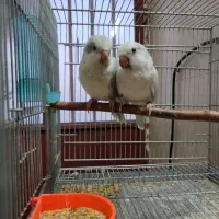 راهب طوطی جفت