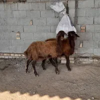 دو راس بره ماده پای قوچی