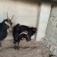 دوتا بز ،با یک پازن|حیوانات مزرعه|برازجان, |دیوار