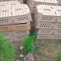 جوجه گردن لختی وکاکلی تولید گیلان یکروزه هرهفته|حیوانات مزرعه|آستانه اشرفیه, |دیوار