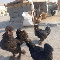 مرغ سلطان و بوغلمون