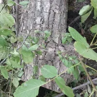 چوپ|خدمات باغبانی و درختکاری|شیروان (لرستان), |دیوار