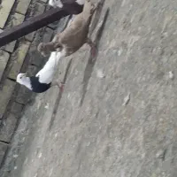 اهواز