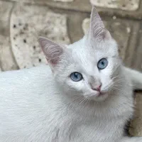 گربه پرشین|گربه|بناب, |دیوار