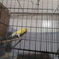 قناری لیمویی نر مست کاکلی