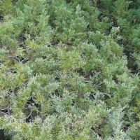 کاج رونده زیبا