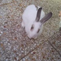 دوتا خرگوش نر و ماده