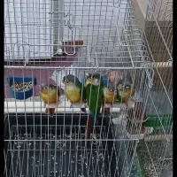 گرینچیک|پرنده|باقرشهر, |دیوار