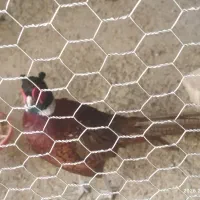 خروس آمریکایی