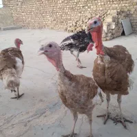 ۴عددبوقلمون