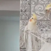 گمشده عروس هلندی