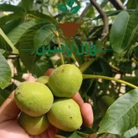 نهال گردو پربار و زودبازده