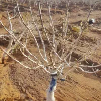 جوپ پسته فروشی