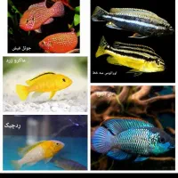 آکواریوم لیانادرشادگان|ماهی|شادگان, |دیوار