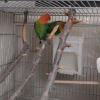 طوطی برزیلی رنگ خاص|پرنده|محمدیه-قزوین, |دیوار