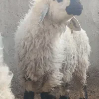 یک عدد قوچ چاق چله
