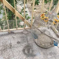 دوتا قفس پرنده