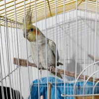 عروس هلندی ماده جوان گلباقالی