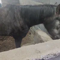 اسب مادیون ترکمن