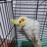 طوطی عروس هلندی|پرنده|ماسال, |دیوار