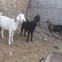 سلام ۳دانه یکساله آبستن سنگین قیمت دانه ۱۲ تومن|حیوانات مزرعه|تربت جام, معدآباد|دیوار