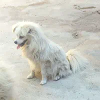سگ پاکوتاه شیطون