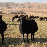 قوچ جوان نژاد دار یک ساله|حیوانات مزرعه|میانه, |دیوار