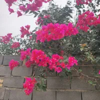 فروش ویلاباغ در آهنگرمحله و معاوضه با ماشین