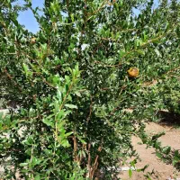 فروش-خانه-باغ
