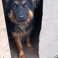 واگذاری سگ