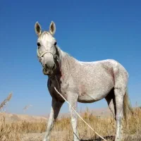 فروش مادیان همراه کره