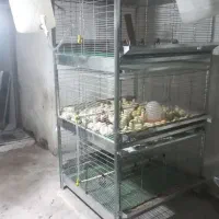 قفس جوجه گوشتی