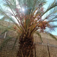 درخت خرما (نخل)|گل و گیاه طبیعی|اردکان, |دیوار