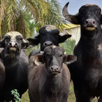 شیر گاومیش پرچرب