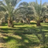 فروش اب کشاورزی|فروش دفتر صنعتی، کشاورزی، تجاری|سیب و سوران, |دیوار