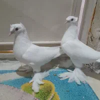 کبوتر جوجه سفید دوکاکل درشت
