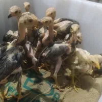 10عددجوجه لاری 30روز