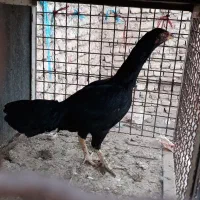 مرغ خروس لاری ومینیاتوری|حیوانات مزرعه|دشتابی, |دیوار