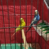 یک جفت مرغ عشق