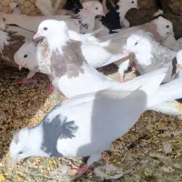 کبوتر طوقی|پرنده|مبارکه, |دیوار