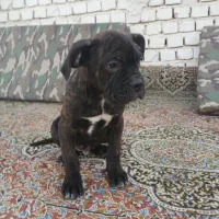 کنکورسو|سگ|اصفهان, کوی شهید کشوری|دیوار