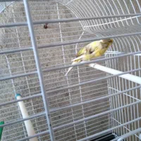 قناری|پرنده|باقرشهر, |دیوار